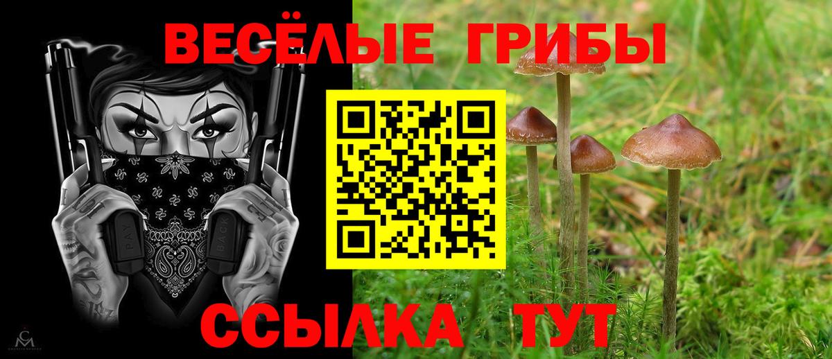 Псилоцибиновые грибы Cubensis Вологда